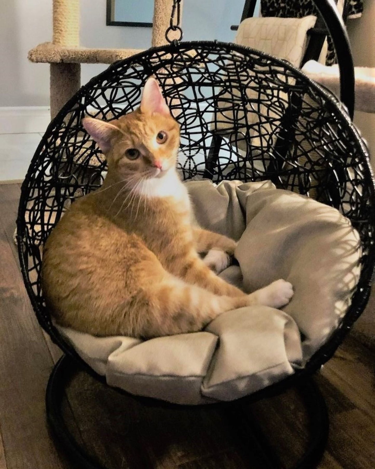 ZEEMAN Pet Swing Basket Bed Egg Chair for Small Cat & Dog- Black - Direct Factory Furniture Australia