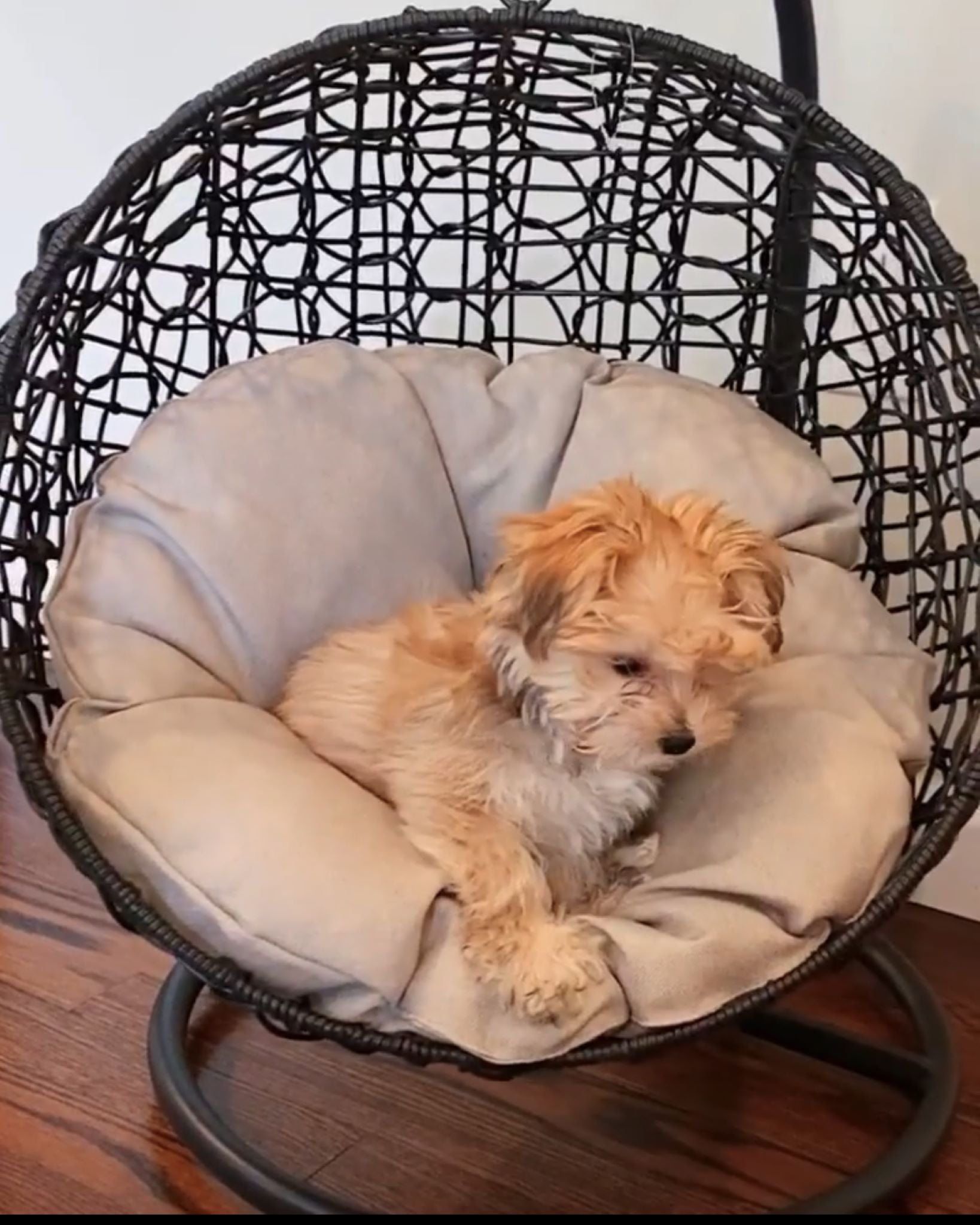 ZEEMAN Pet Swing Basket Bed Egg Chair for Small Cat & Dog- Black - Direct Factory Furniture Australia